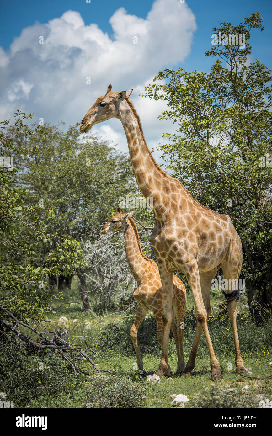 Giraffes in Etosha national park, Namibia Stock Photo