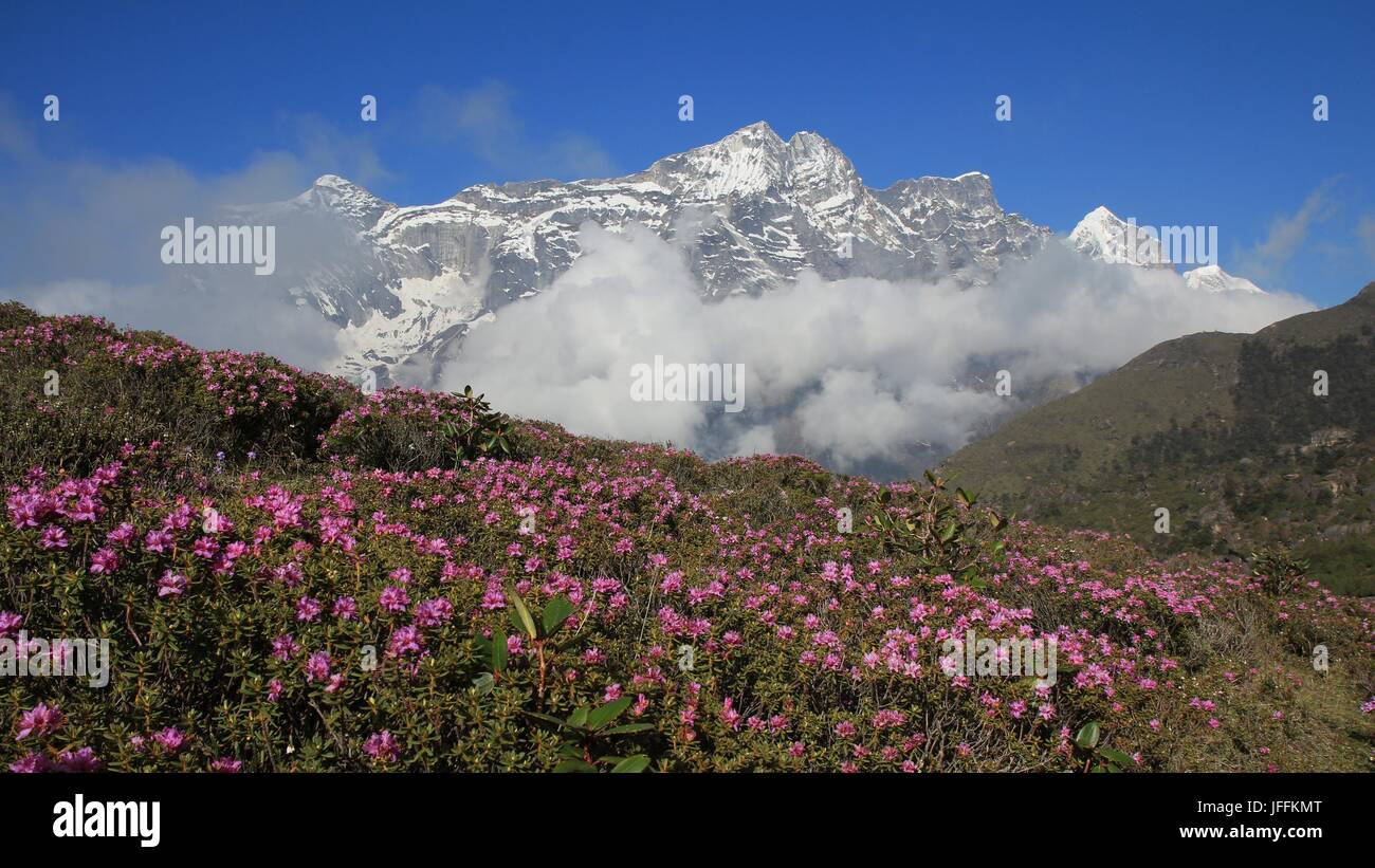 Full wildflowers hi-res stock photography and images - Alamy