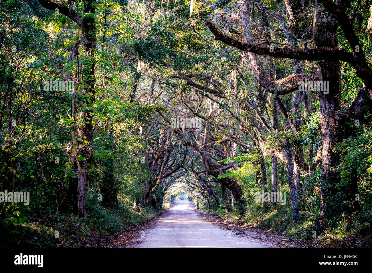 country road with oak trees at plantation Stock Photo