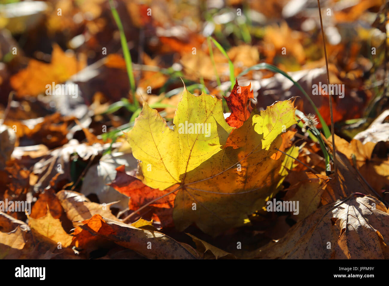 Beautiful autumn foliage Stock Photo