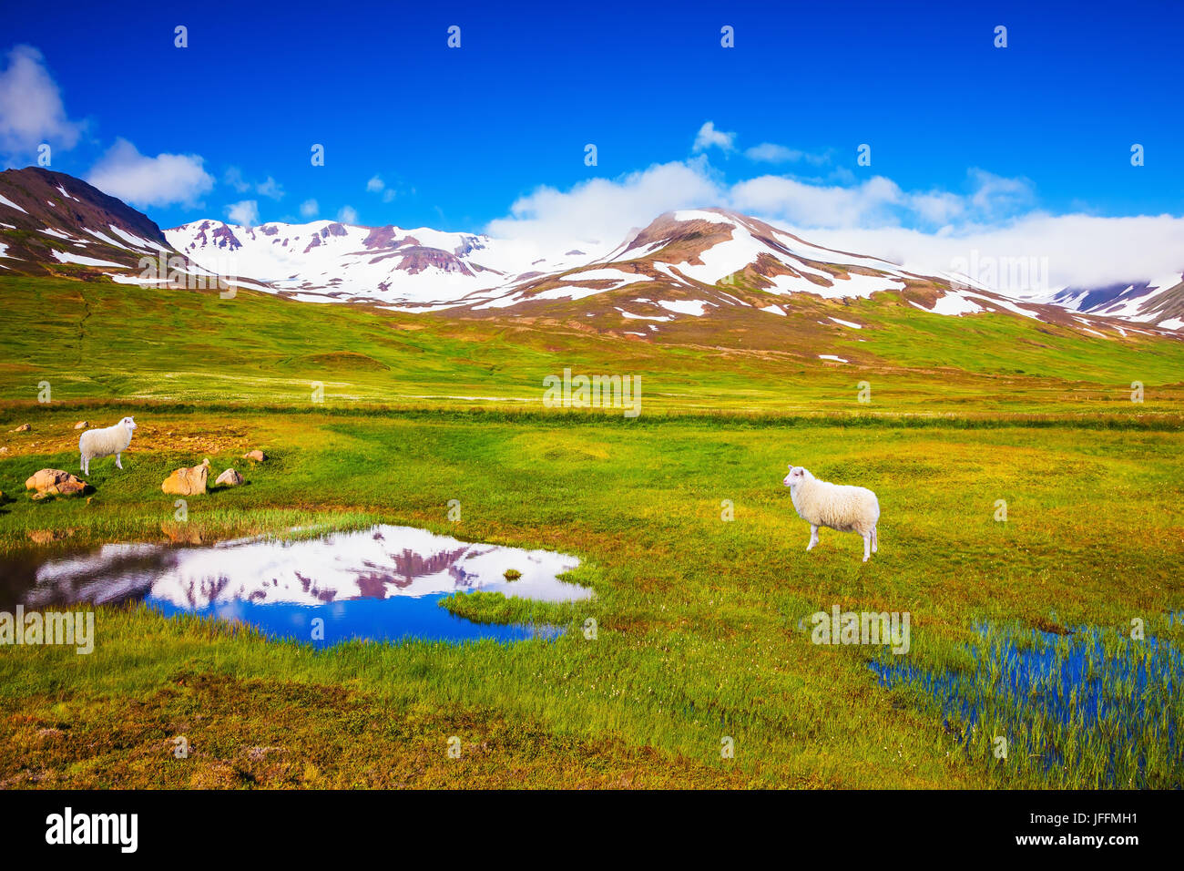 White Icelandic sheep grazing in the meadow Stock Photo - Alamy