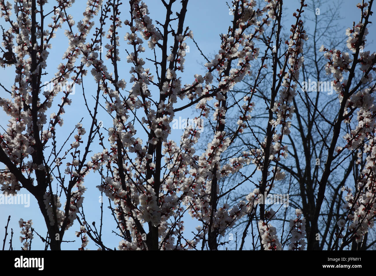 Prunus armeniaca, Apricot Stock Photo