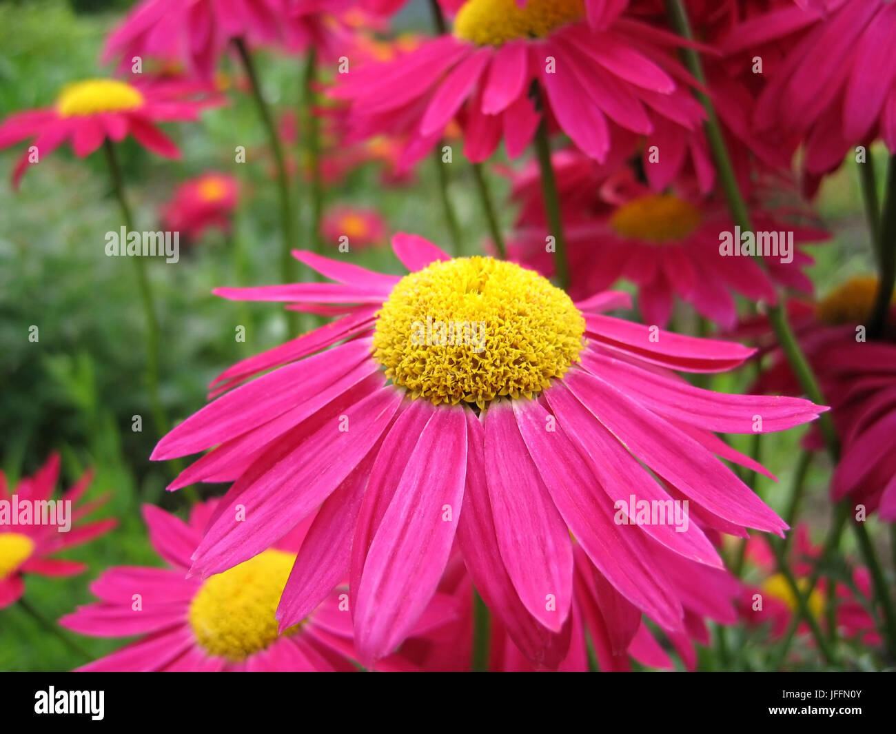 Beautiful pink pyrethrum flowers Stock Photo
