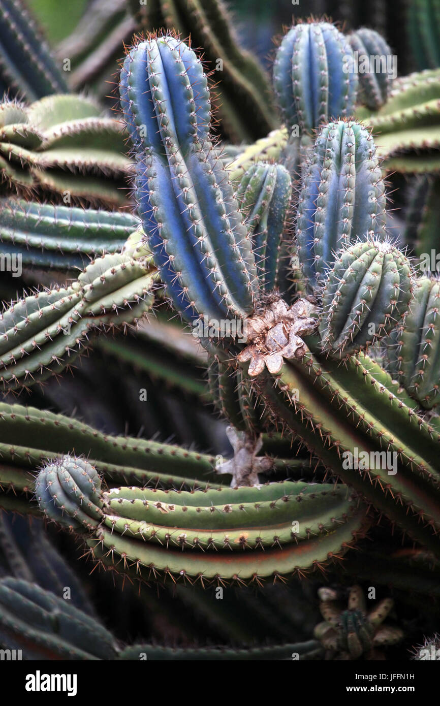 Cactus in desert hi-res stock photography and images - Alamy
