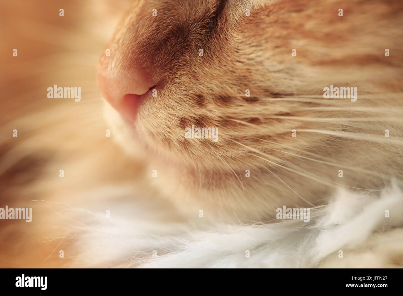Close-up of a nose of a red cat Stock Photo