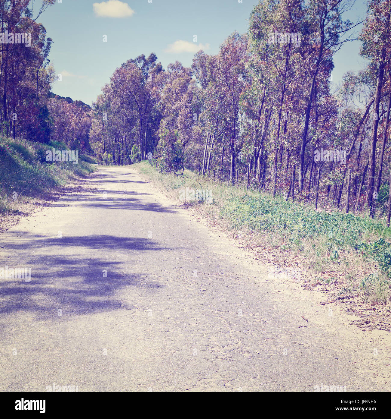Straight road with tree canopy hi-res stock photography and images - Alamy