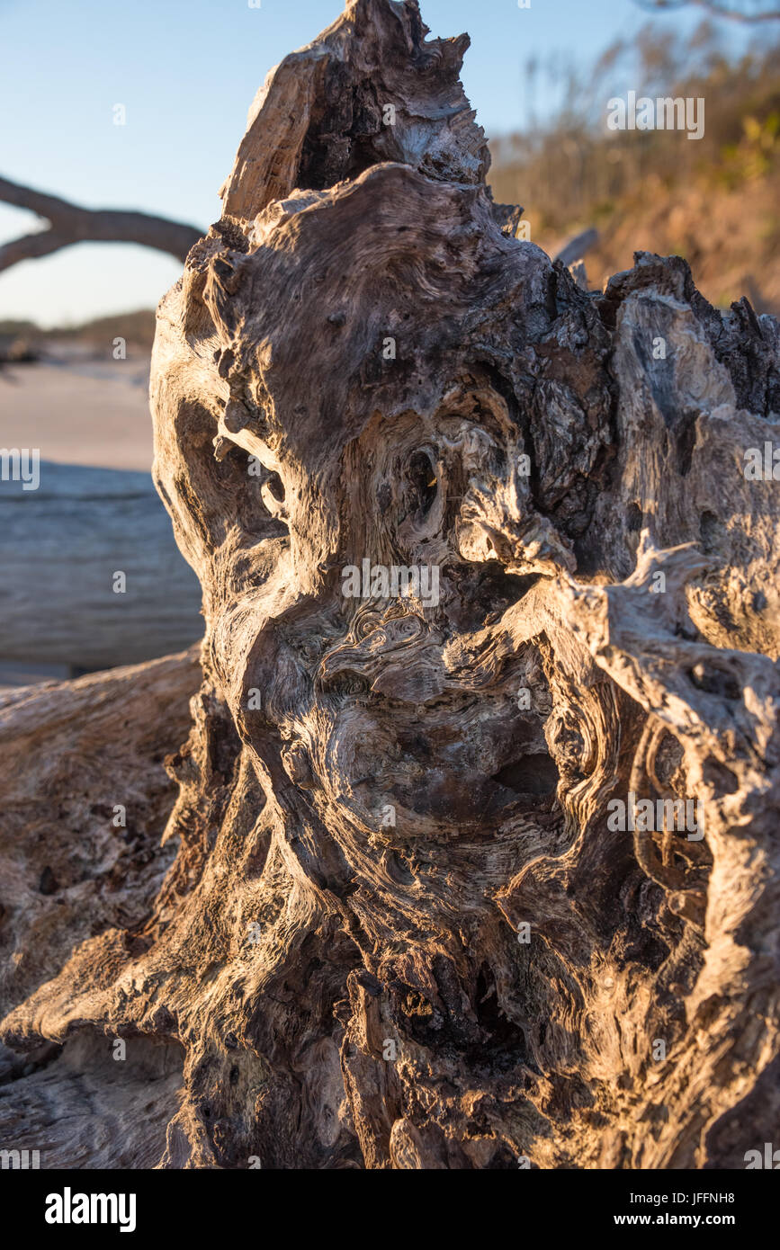 Gnarled driftwood at Boneyard Beach in Northeast Florida's Big Talbot Island State Park. (USA) Stock Photo