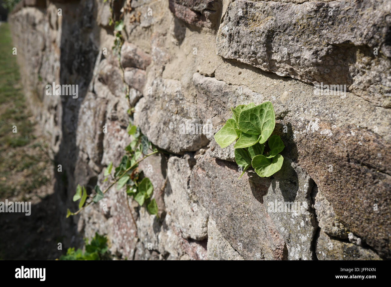 Struggle for survival of a plant on a wall Stock Photo