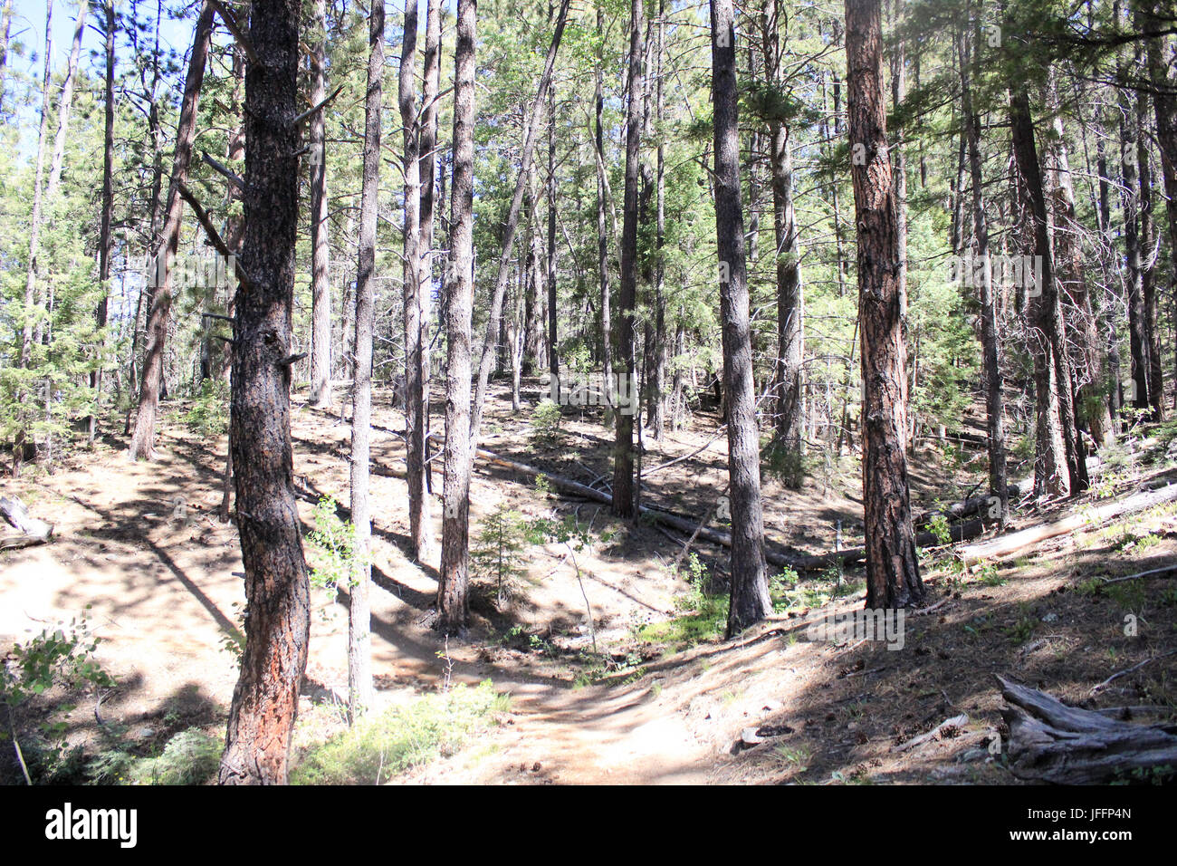 A very heavily wooded area even for a forest Stock Photo