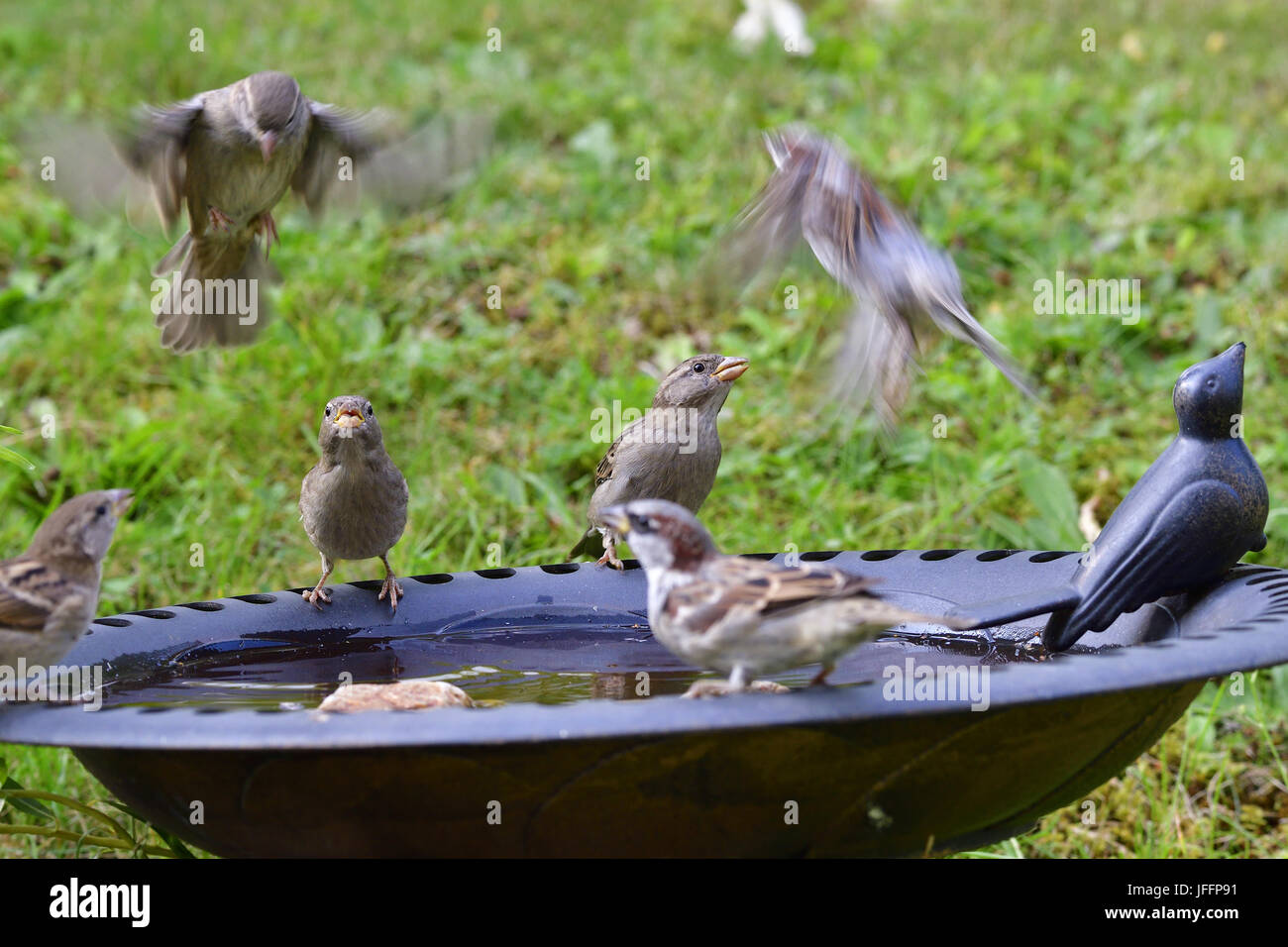 House sparrows Stock Photo