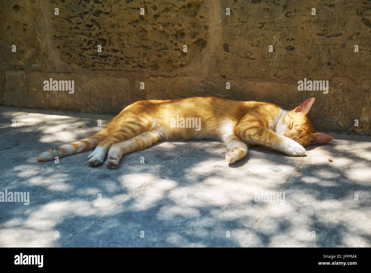 Orange cat resting in the shade of a tree Stock Photo - Alamy