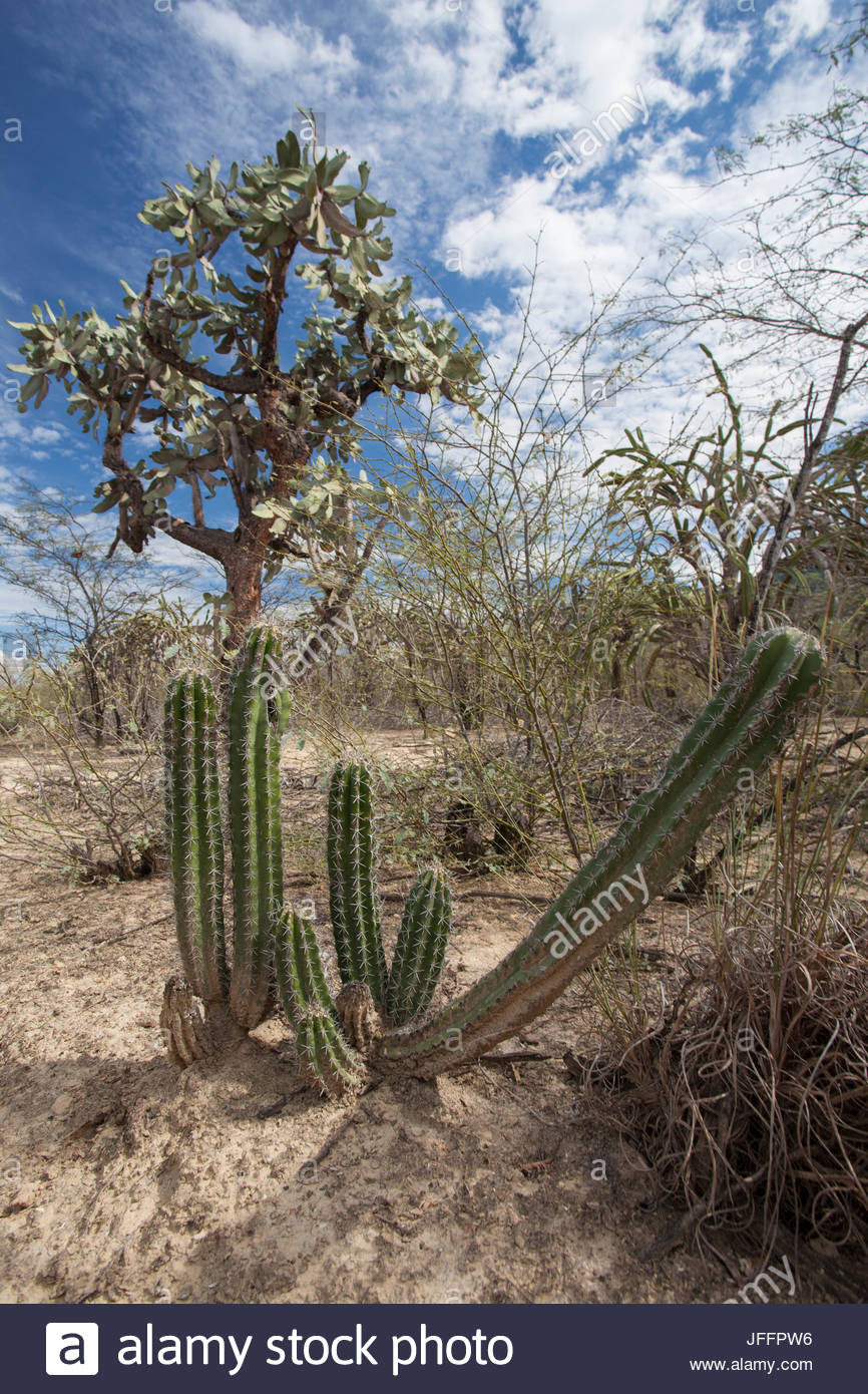 Desert Scrub Stock Photos & Desert Scrub Stock Images Alamy