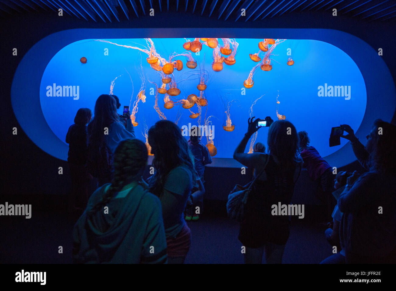 Visitors at the Monterey Bay Aquarium watch and photograph a tank of sea nettle jellyfish. Stock Photo