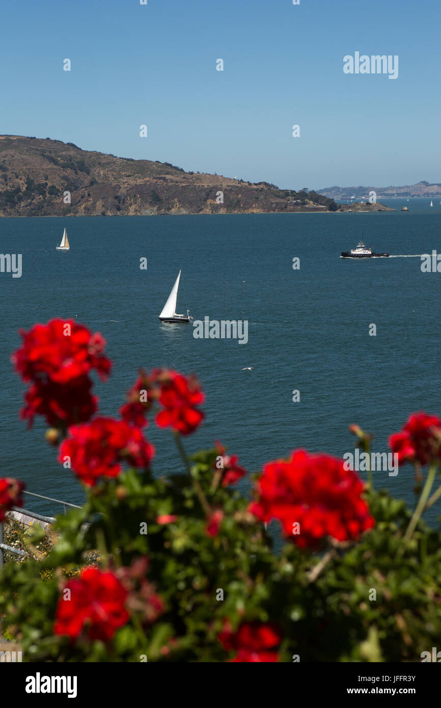 Geranium flowers on Alcatraz Island, and a scenic view of sailboats in San Francisco Bay. Stock Photo