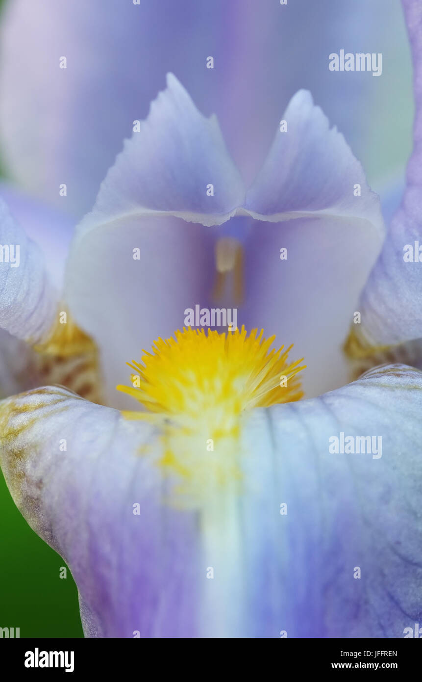 Irises bloom Stock Photo