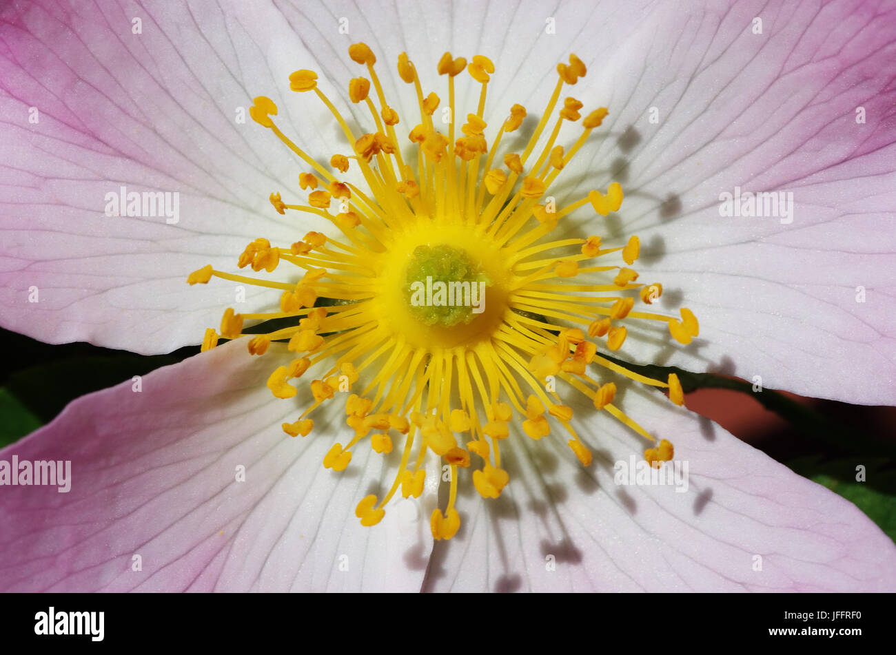 Wild rose blossom Stock Photo Alamy