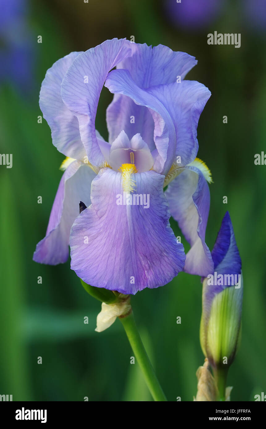 Irises bloom Stock Photo
