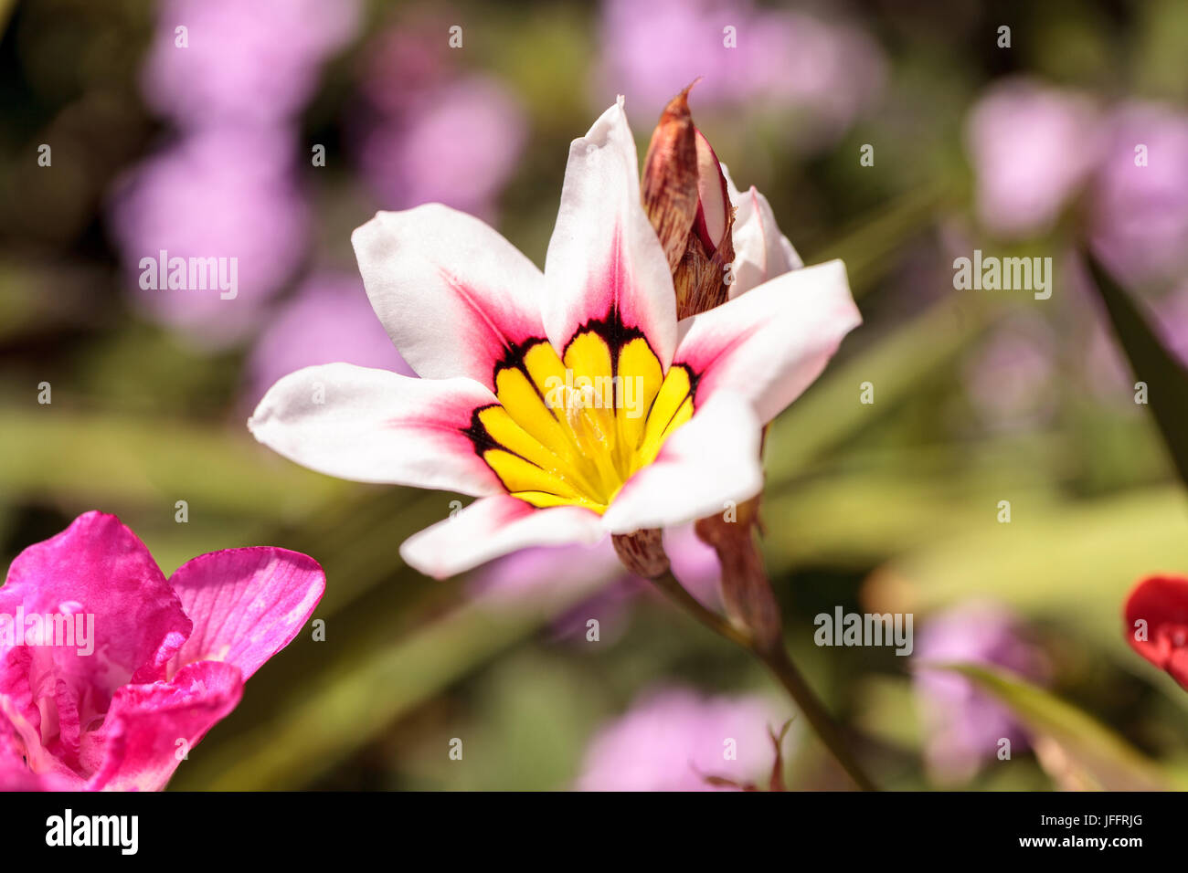 Mariposa lily flower Stock Photo