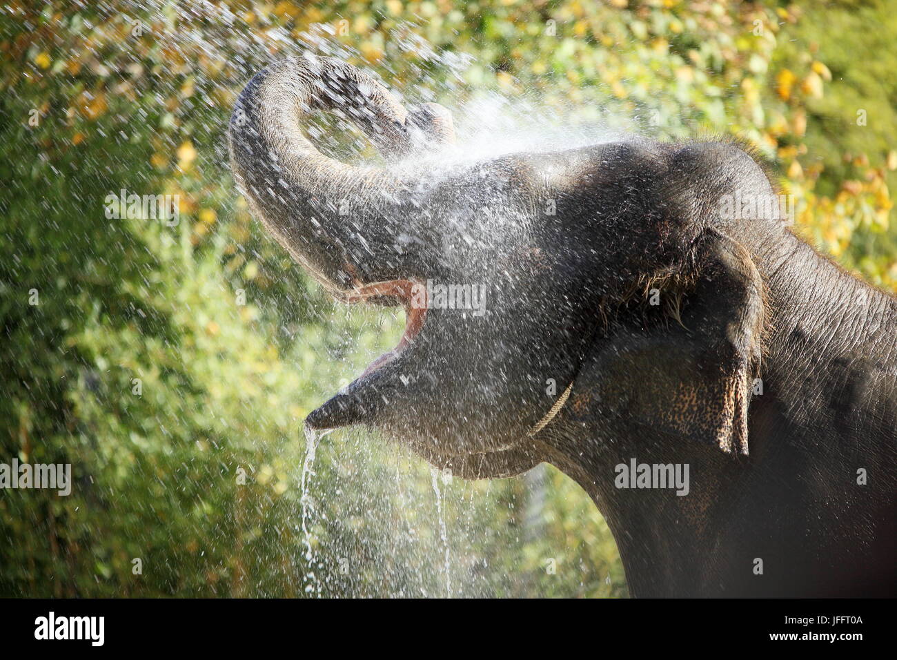 showering elephant Stock Photo