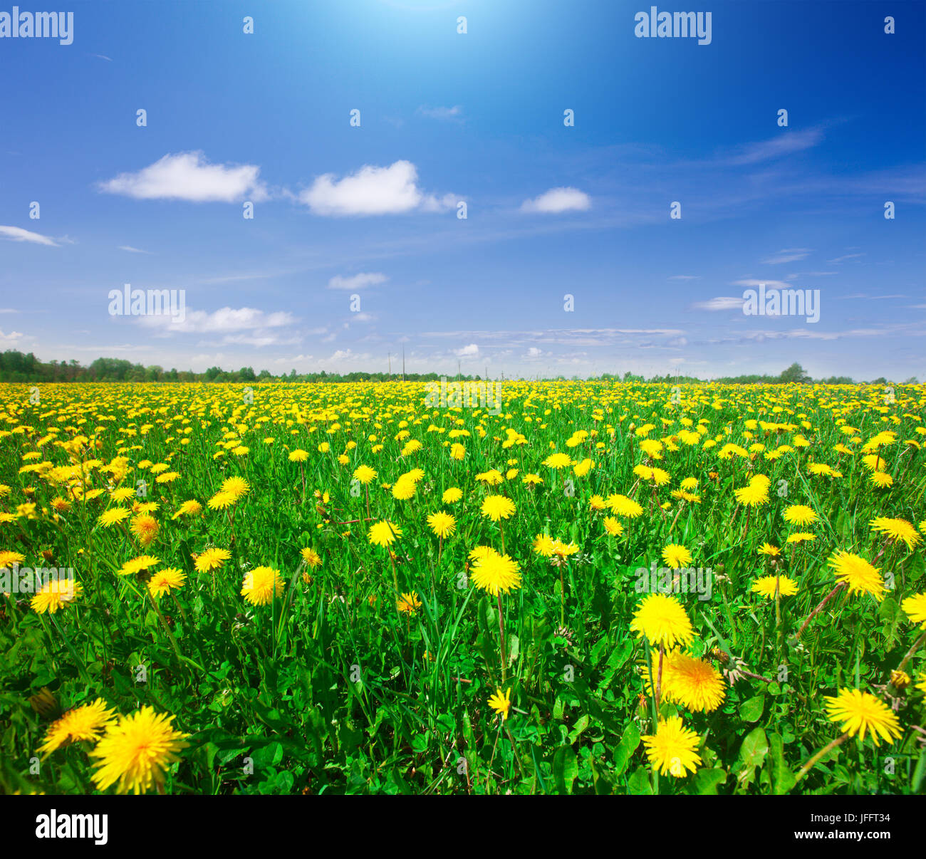 Yellow flowers field under blue cloudy sky Stock Photo