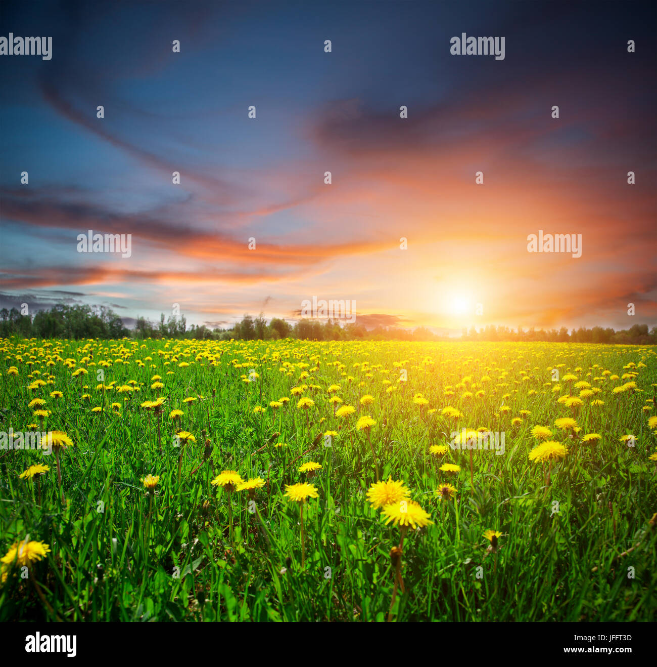 Yellow flowers field and sunset Stock Photo