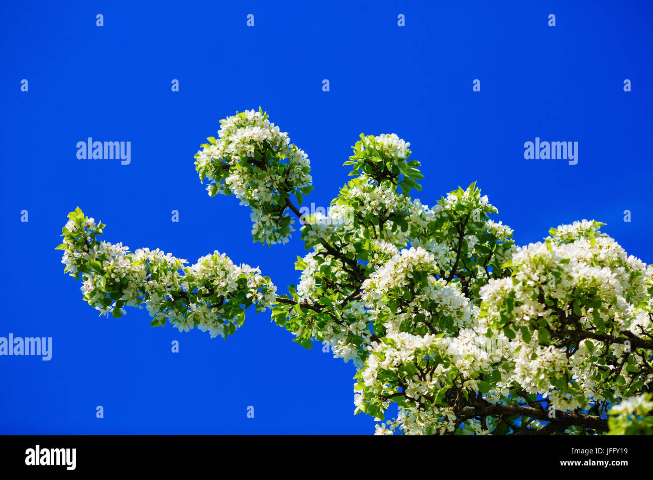 Tree in bloom Stock Photo Alamy