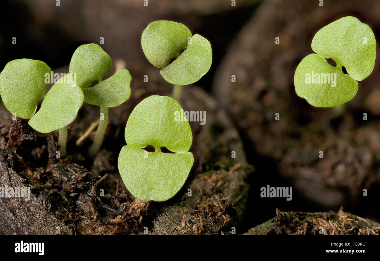 Green sprouts of basil Stock Photo Alamy