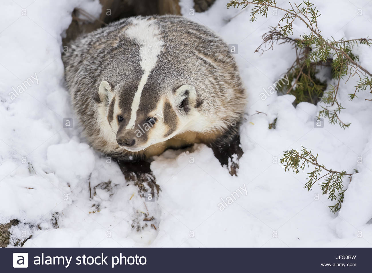 Badger Winter High Resolution Stock Photography and Images Alamy