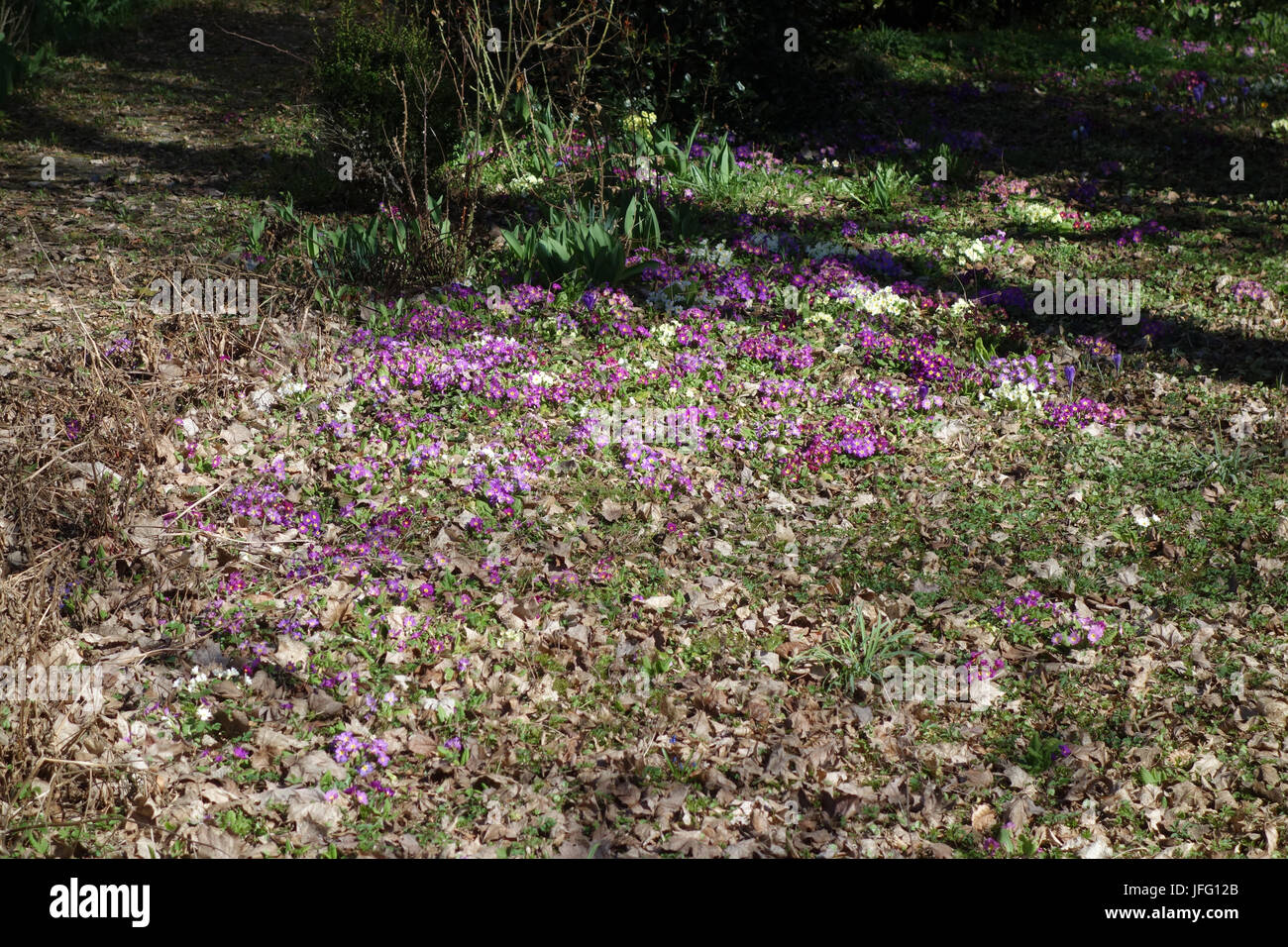 Primula acaulis, Primrose Stock Photo