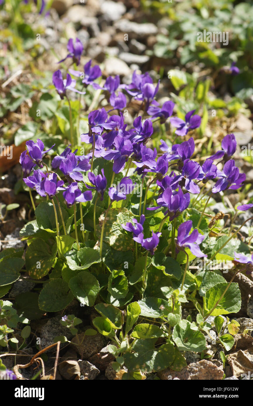 Viola odorata, Sweet Violet Stock Photo