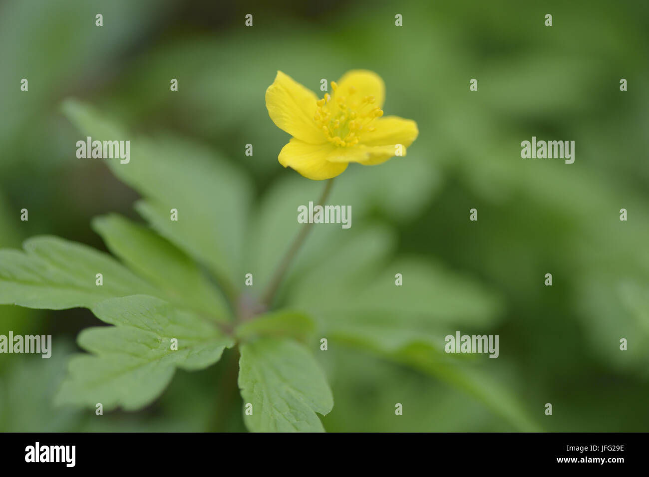 Yellow wood anemone Stock Photo Alamy