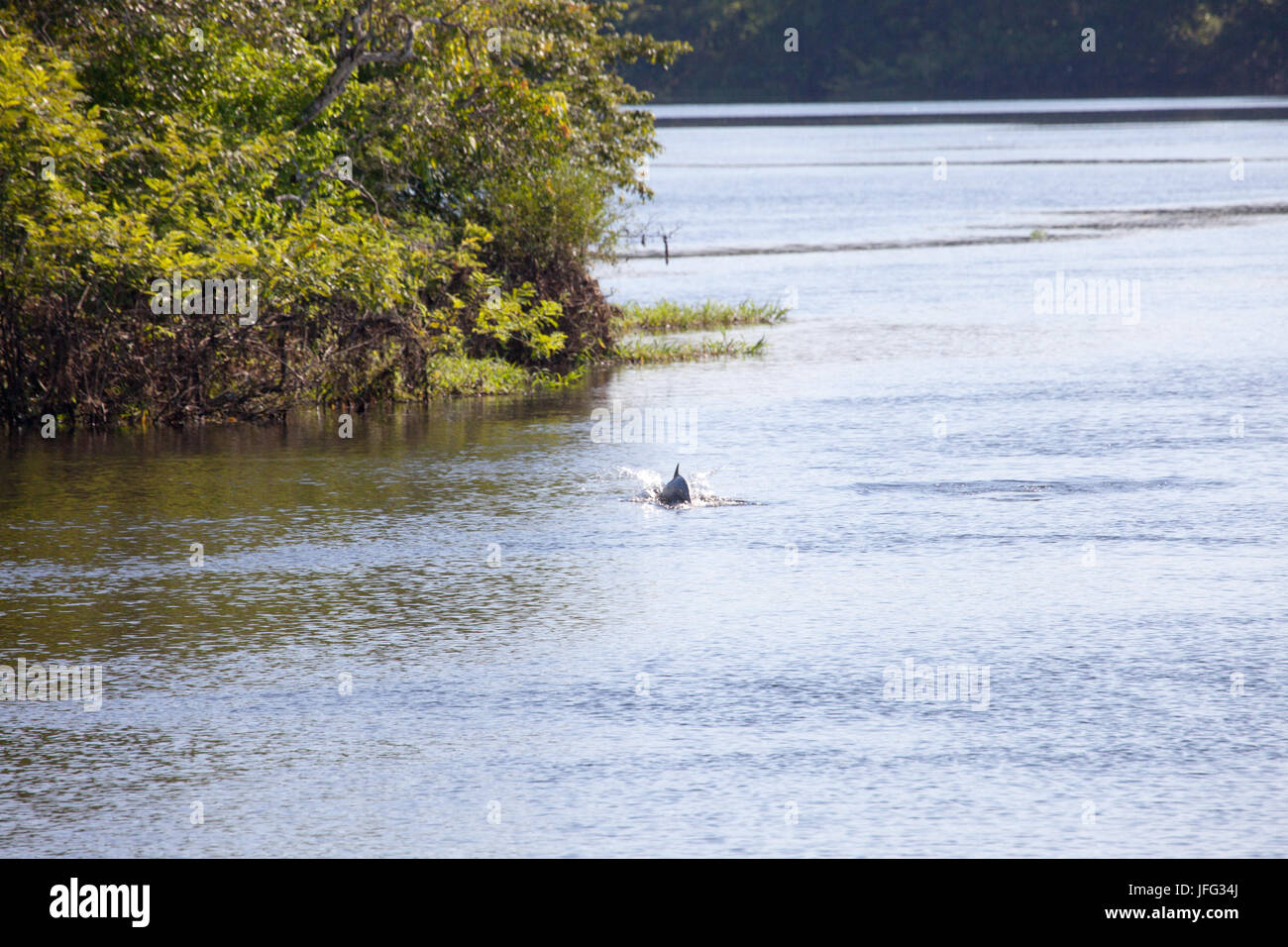 pink dolphin,    amazon river, Brazil Stock Photo