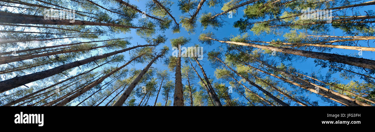 Forest of tall trees hi-res stock photography and images - Alamy