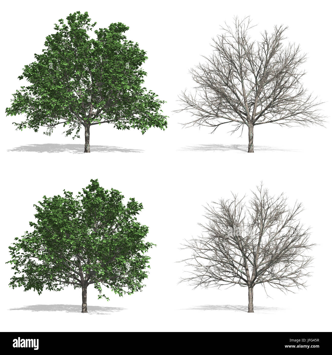 Leafy bough hires stock photography and images Alamy