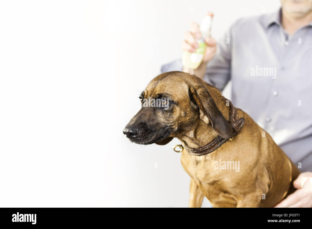 Bavarian Welding Dog at the dog salon Stock Photo