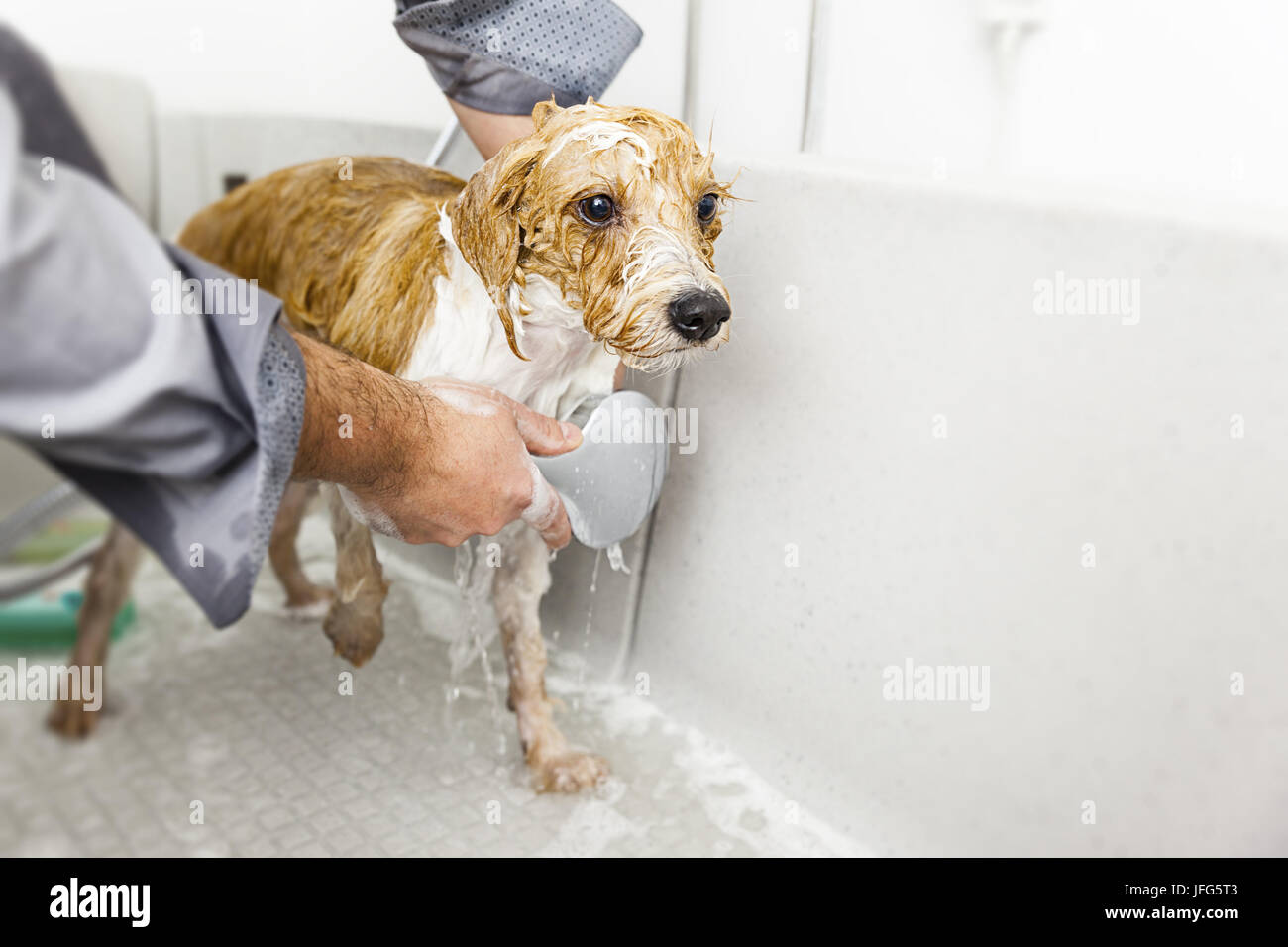 bathing a cute dog Stock Photo