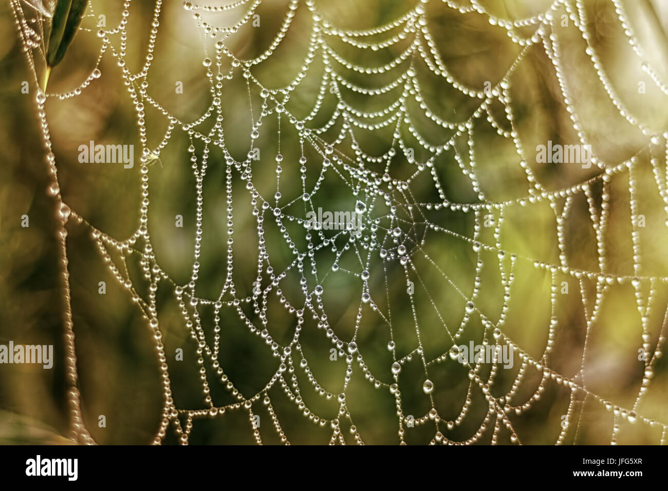 Spiderweb with dewdrops Stock Photo
