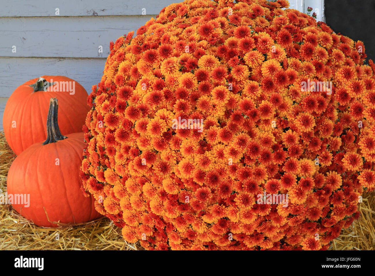 Thanksgiving Pumpkins and Flowers Stock Photo