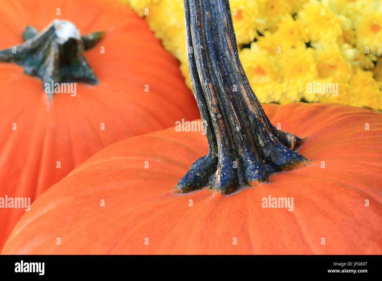 Thanksgiving Pumpkins and Flowers Stock Photo