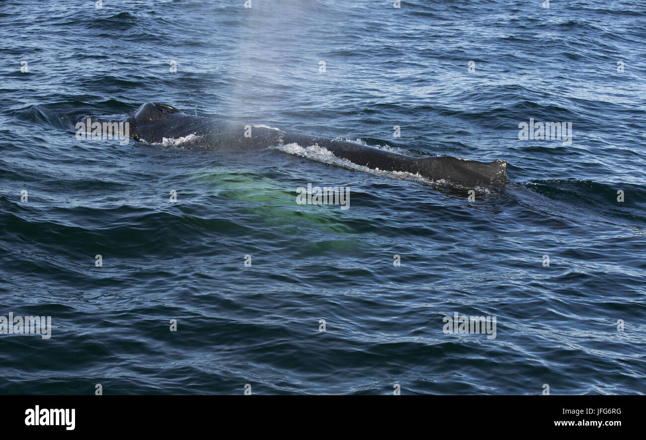 Atlantic ocean whale hi-res stock photography and images - Alamy
