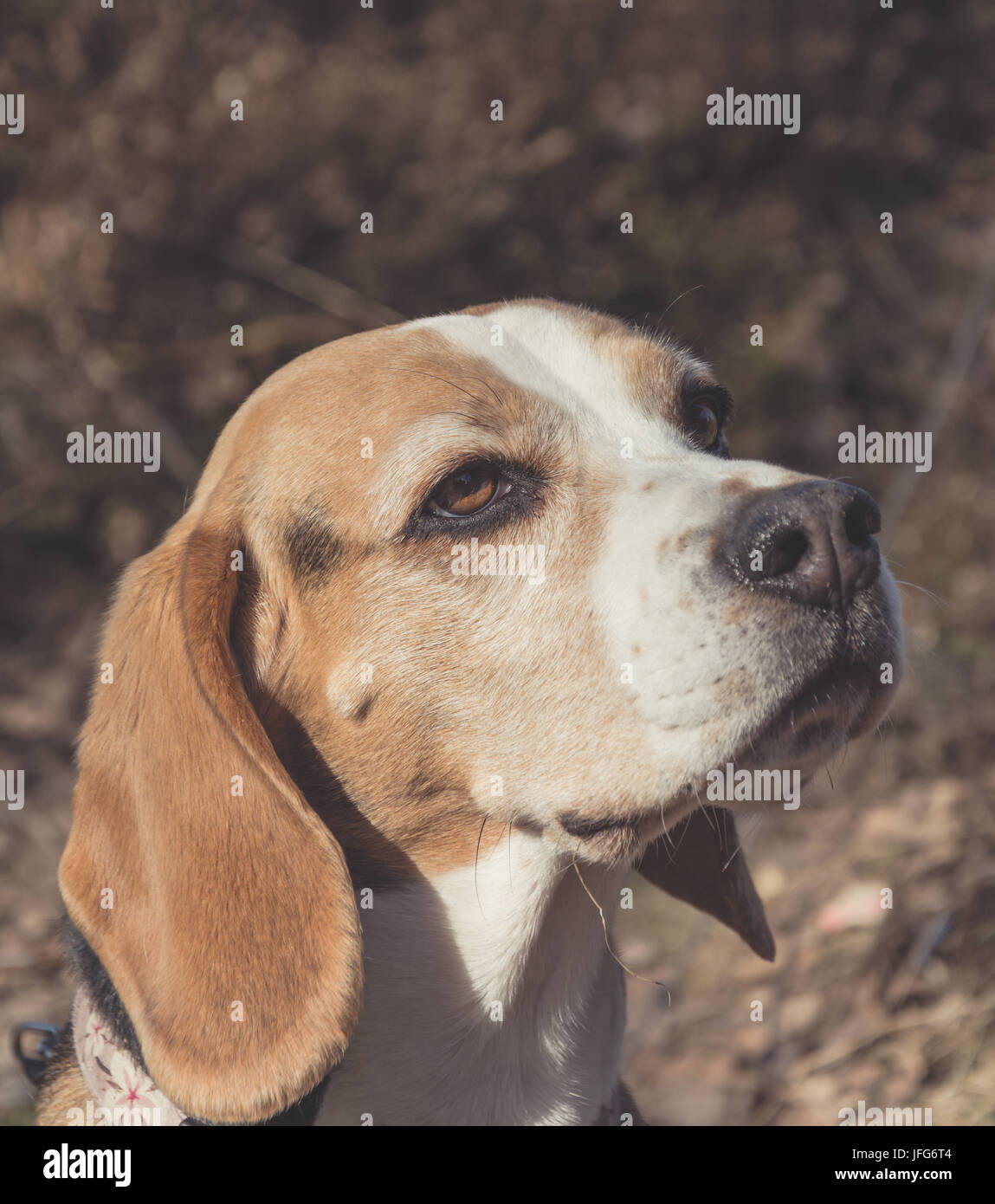 beagle dog portrait Stock Photo