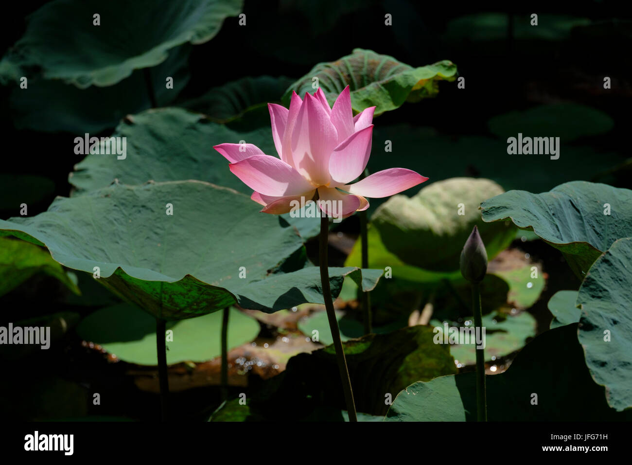 Close up of Lotus flower Stock Photo Alamy