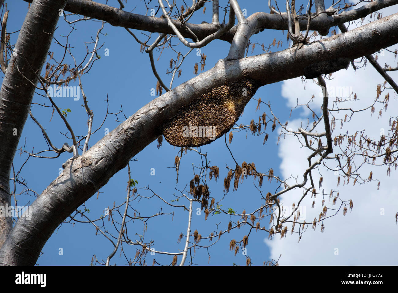 Asian honey bee hive on a tree branch Stock Photo
