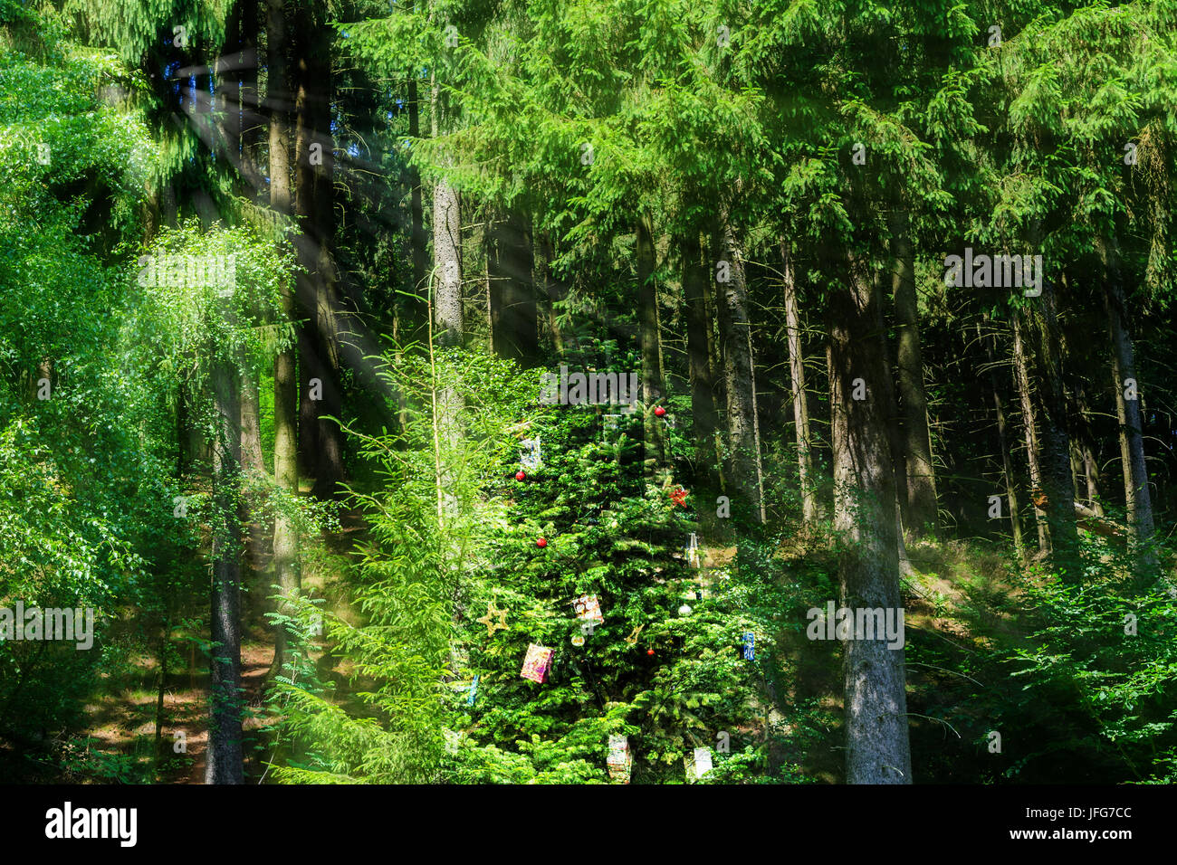 Decorated Christmas tree in the forest Stock Photo Alamy