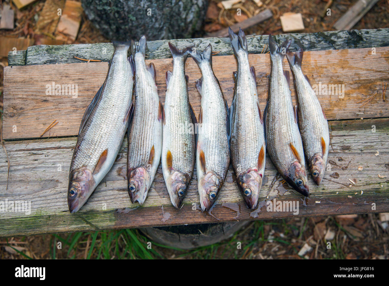 fresh graylings on old wood planks Stock Photo