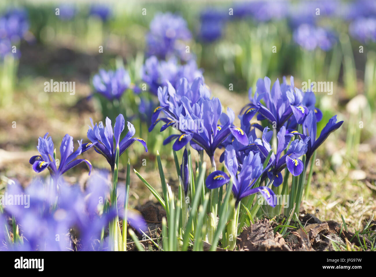 Iris reticulata, Dwarf Iris Stock Photo
