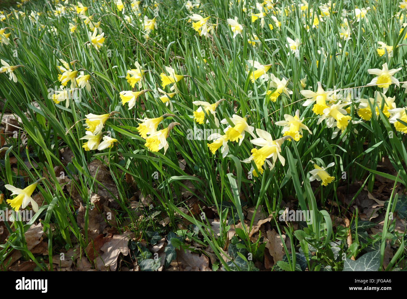 Narcissus pseudonarcissus, Daffodil Stock Photo