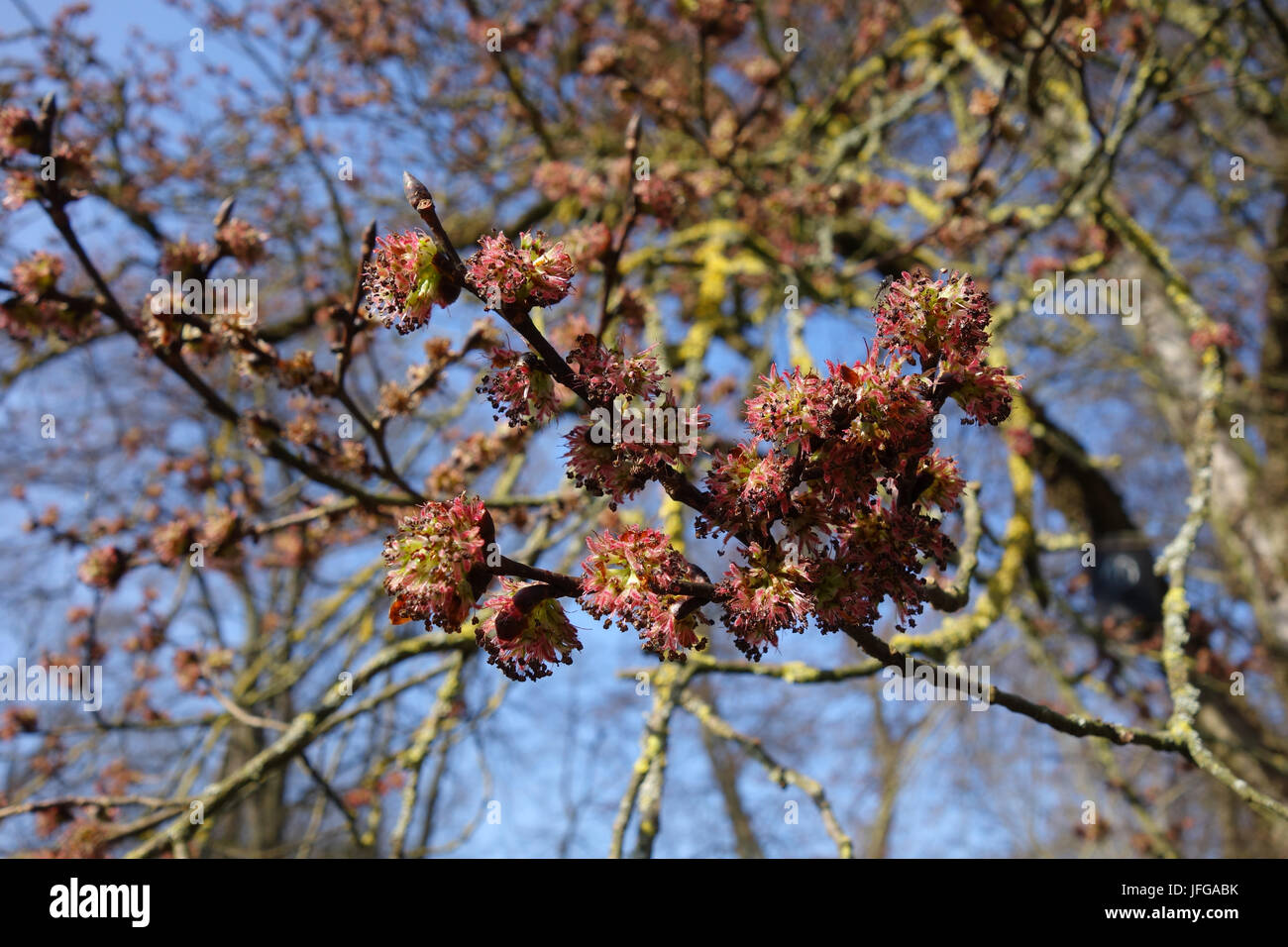 Ulmus carpinifolia, Field Elm Stock Photo Alamy