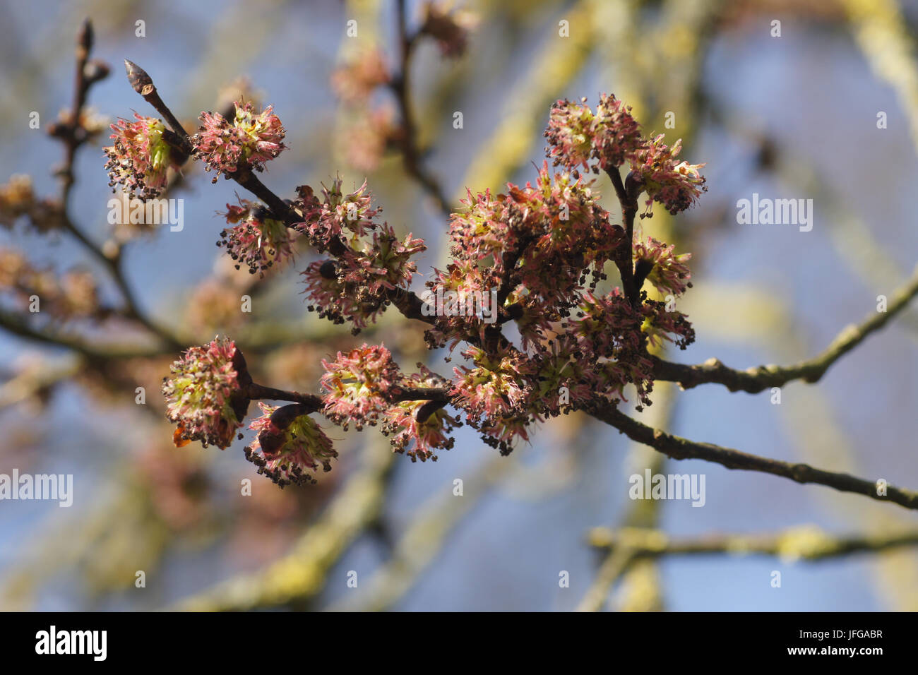 Ulmus carpinifolia, Field Elm Stock Photo Alamy