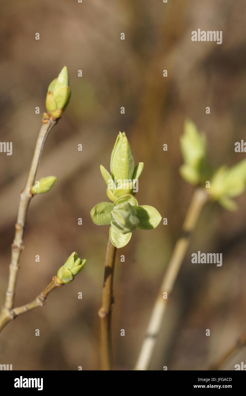 Syringa vulgaris, Lilac, buds Stock Photo Alamy